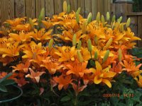 Blommor